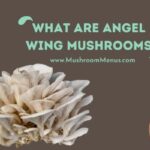 What Are Angel Wing Mushrooms