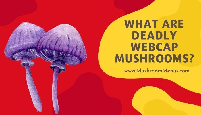 What Are Deadly Webcap Mushrooms