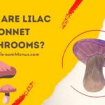 What Are Lilac Bonnet Mushrooms
