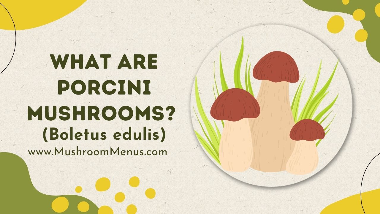What Are Porcini Mushrooms (Boletus edulis)