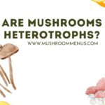 are mushrooms heterotrophs