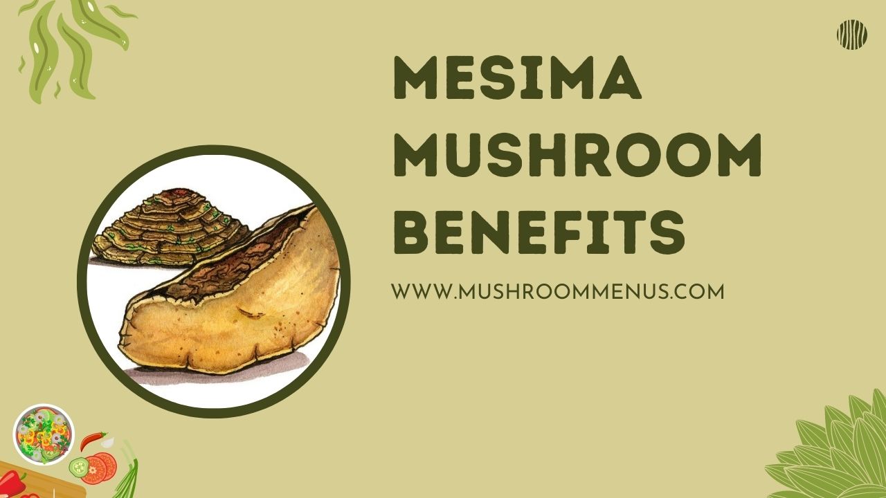mesima mushroom benefits
